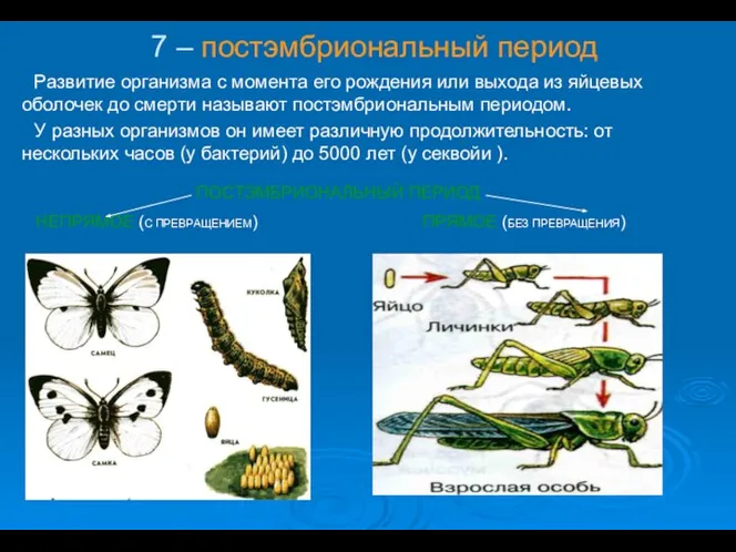 7 – постэмбриональный период Развитие организма с момента его рождения или