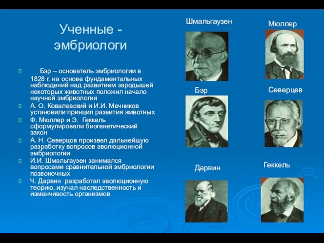 Ученные - эмбриологи Бэр – основатель эмбриологии в 1828 г. на