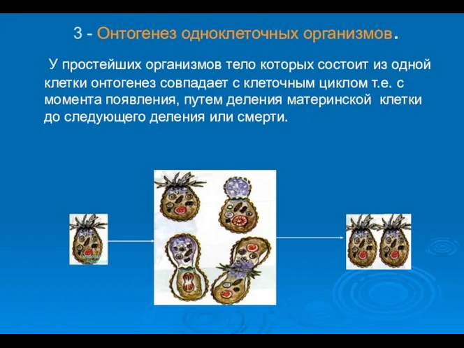 3 - Онтогенез одноклеточных организмов. У простейших организмов тело которых состоит