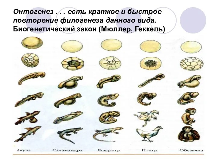 Онтогенез . . . есть краткое и быстрое повторение филогенеза данного вида. Биогенетический закон (Мюллер, Геккель)