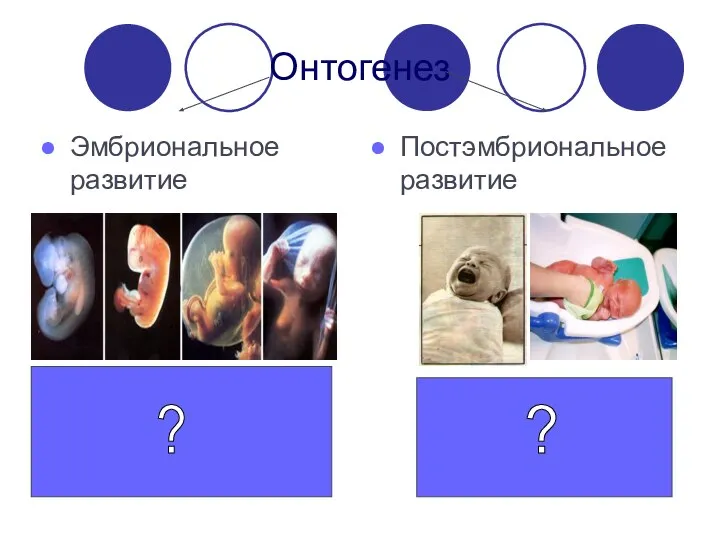 Онтогенез Эмбриональное развитие Постэмбриональное развитие ? ?