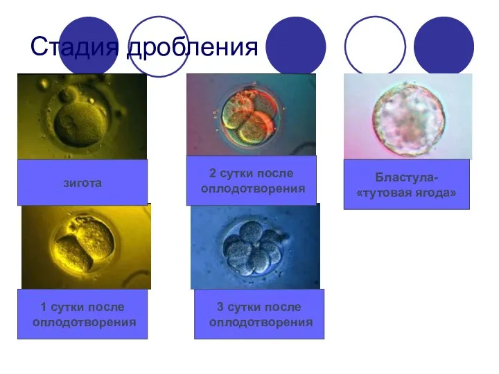 Стадия дробления зигота 1 сутки после оплодотворения 2 сутки после оплодотворения