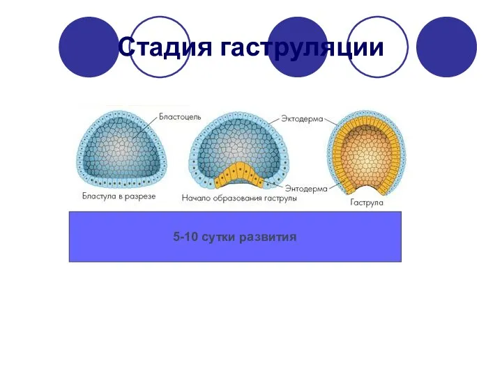 Стадия гаструляции 5-10 сутки развития