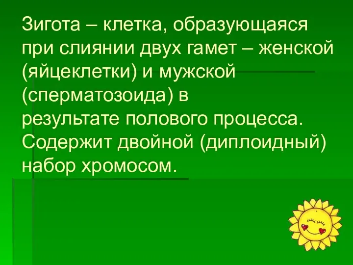 Зигота – клетка, образующаяся при слиянии двух гамет – женской (яйцеклетки)