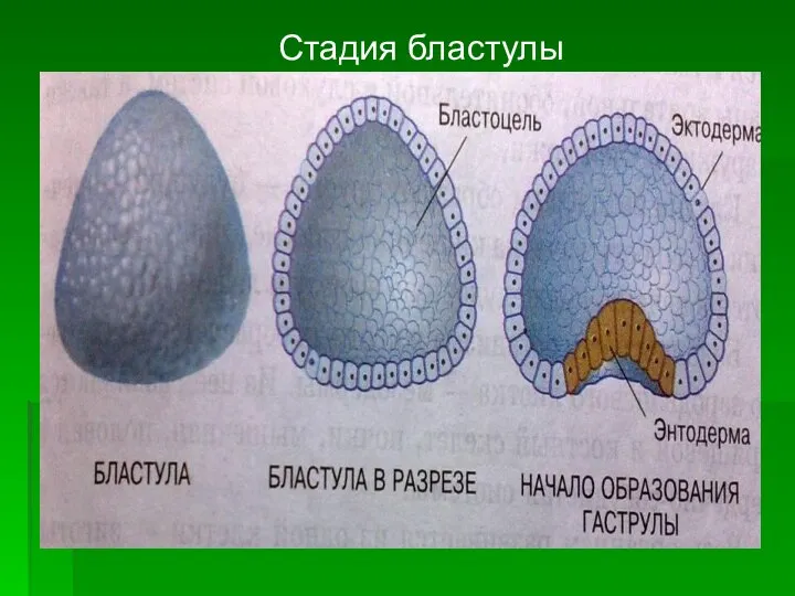 Стадия бластулы