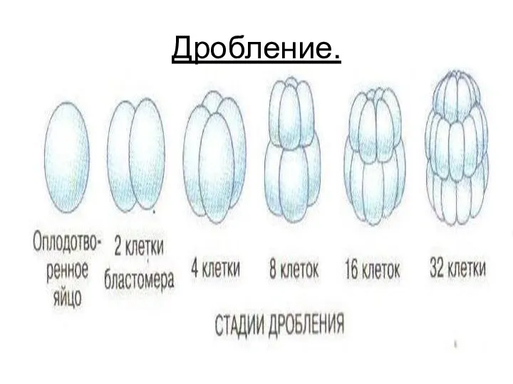 Дробление.