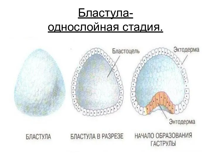 Бластула- однослойная стадия.