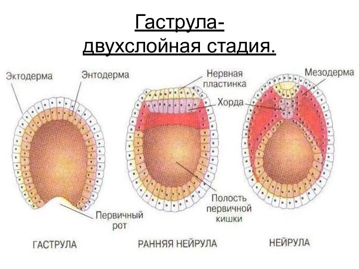 Гаструла- двухслойная стадия.