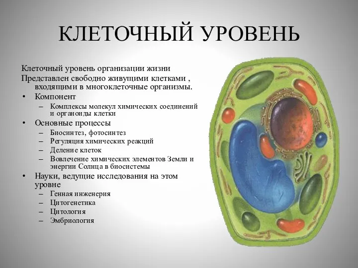 КЛЕТОЧНЫЙ УРОВЕНЬ Клеточный уровень организации жизни Представлен свободно живущими клетками ,