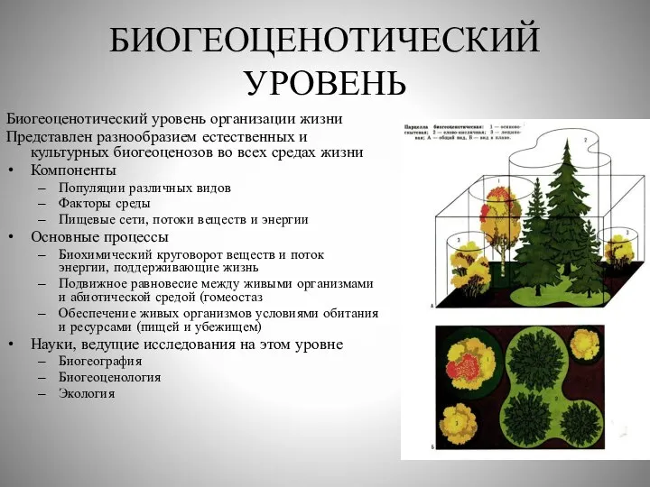 БИОГЕОЦЕНОТИЧЕСКИЙ УРОВЕНЬ Биогеоценотический уровень организации жизни Представлен разнообразием естественных и культурных