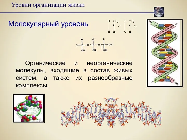 Уровни организации жизни Молекулярный уровень Органические и неорганические молекулы, входящие в