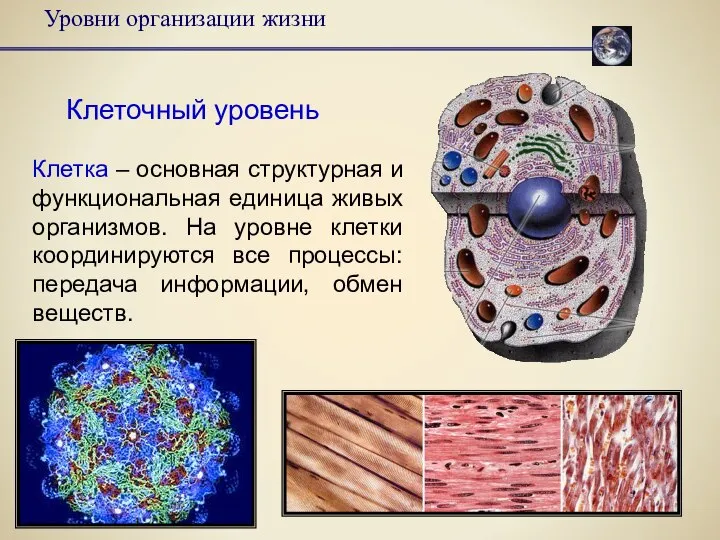 Уровни организации жизни Клеточный уровень Клетка – основная структурная и функциональная