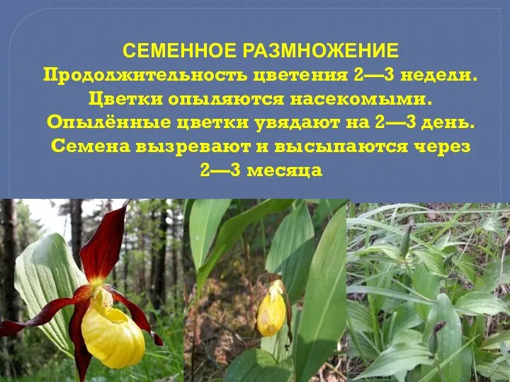 СЕМЕННОЕ РАЗМНОЖЕНИЕ Продолжительность цветения 2—3 недели. Цветки опыляются насекомыми. Опылённые цветки