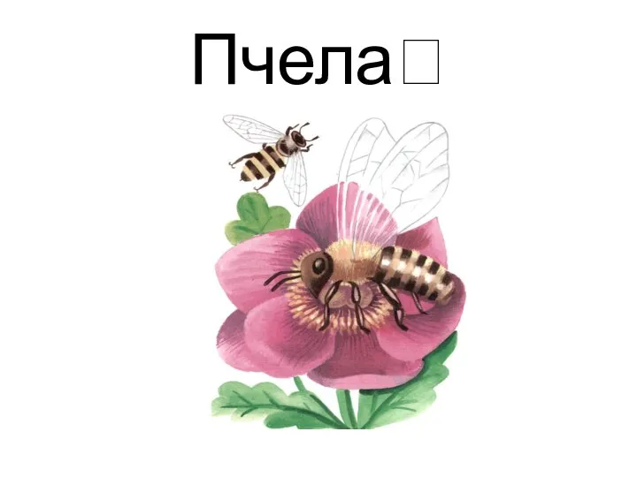 Пчела