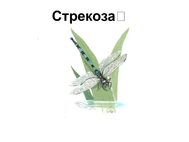 Стрекоза