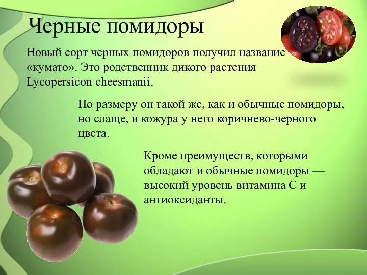 Черные помидоры Новый сорт черных помидоров получил название «кумато». Это родственник