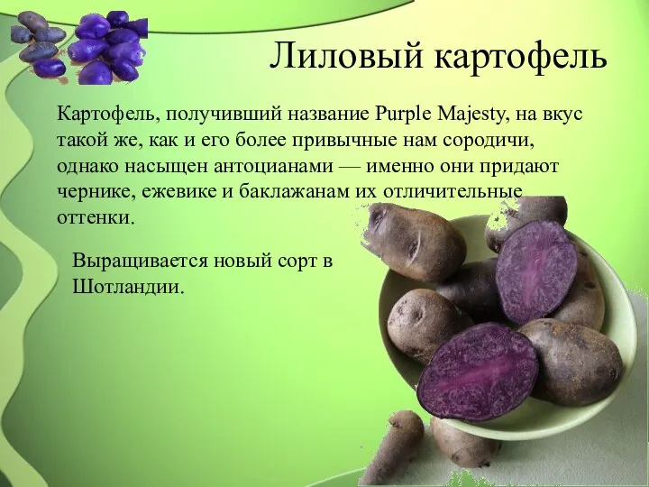 Лиловый картофель Картофель, получивший название Purple Majesty, на вкус такой же,