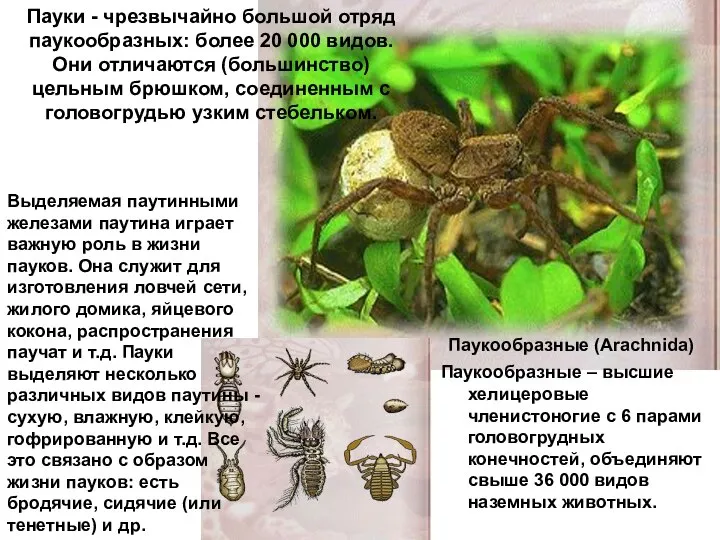 Паукообразные (Arachnida) Паукообразные – высшие хелицеровые членистоногие с 6 парами головогрудных