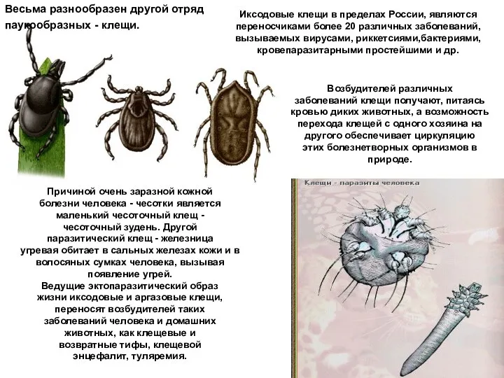 Причиной очень заразной кожной болезни человека - чесотки является маленький чесоточный