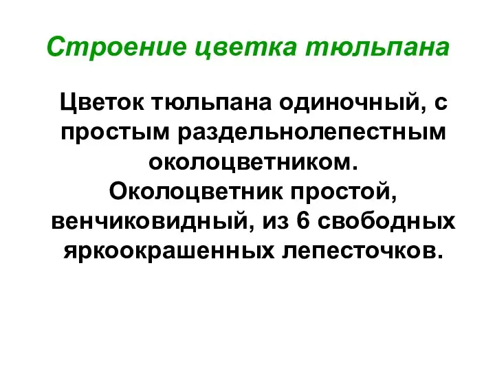 Цветок тюльпана одиночный, с простым раздельнолепестным околоцветником. Околоцветник простой, венчиковидный, из