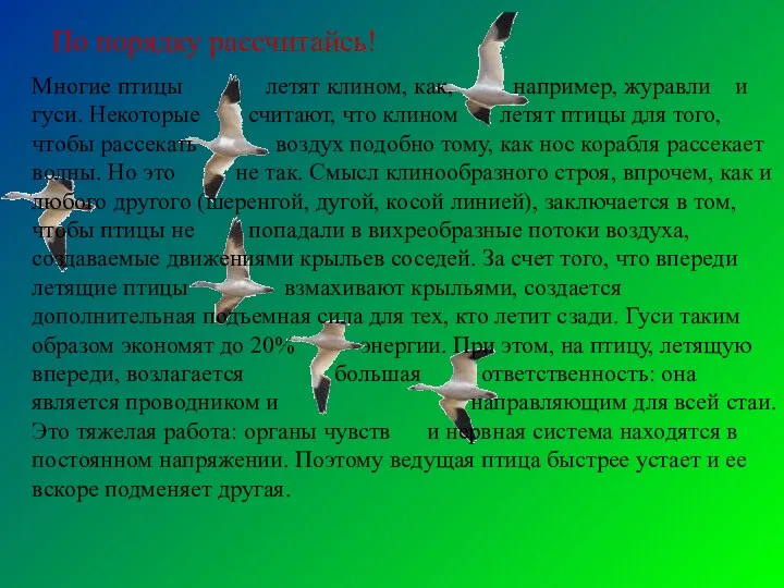 По порядку рассчитайсь! Многие птицы летят клином, как, например, журавли и