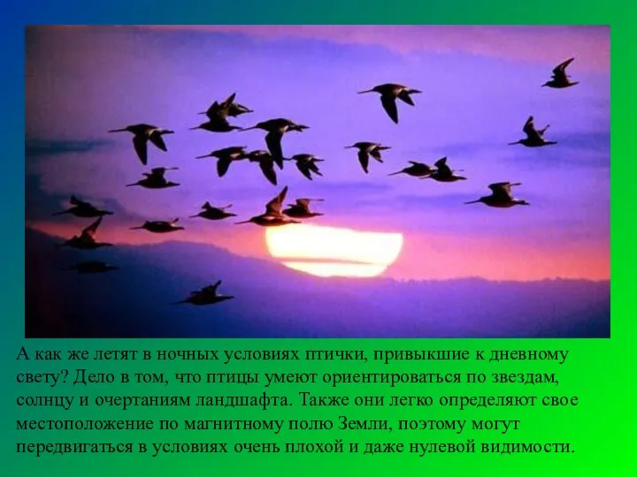 А как же летят в ночных условиях птички, привыкшие к дневному