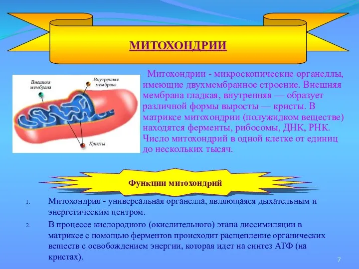 Митохондрии - микроскопические органеллы, имеющие двухмембранное строение. Внешняя мембрана гладкая, внутренняя