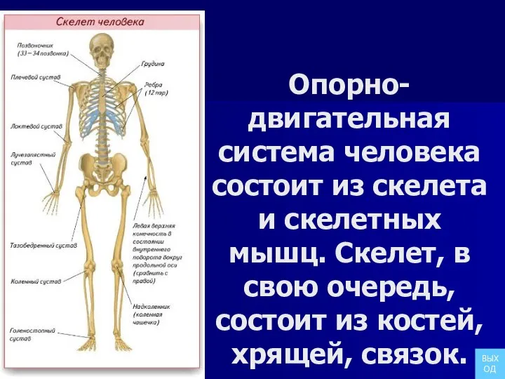 Опорно-двигательная система человека состоит из скелета и скелетных мышц. Скелет, в