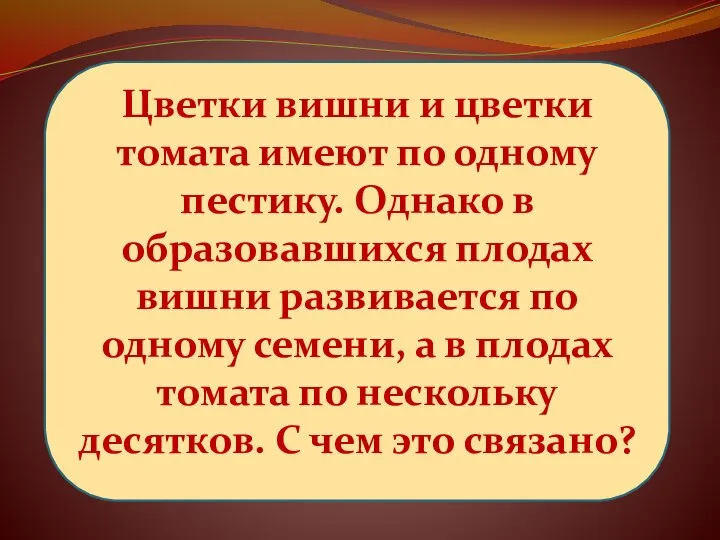 Цветки вишни и цветки томата имеют по одному пестику. Однако в