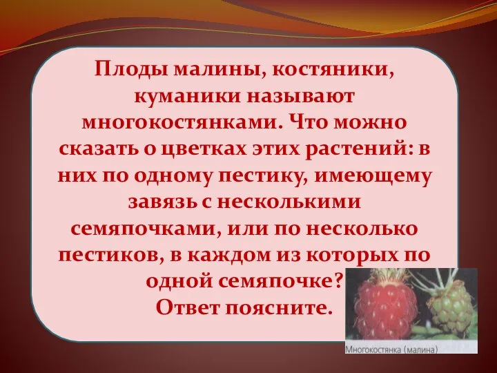 Плоды малины, костяники, куманики называют многокостянками. Что можно сказать о цветках