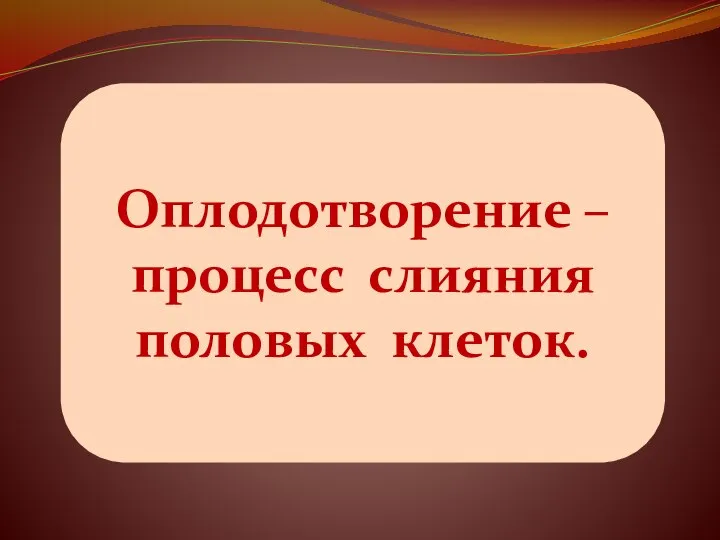 Оплодотворение – процесс слияния половых клеток.