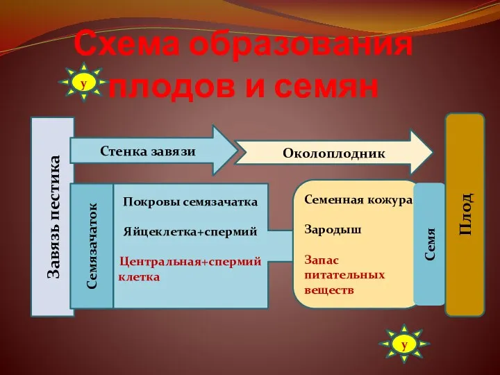 Схема образования плодов и семян Завязь пестика Стенка завязи Покровы семязачатка