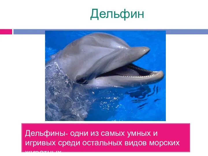 Дельфин Дельфины- одни из самых умных и игривых среди остальных видов морских животных.