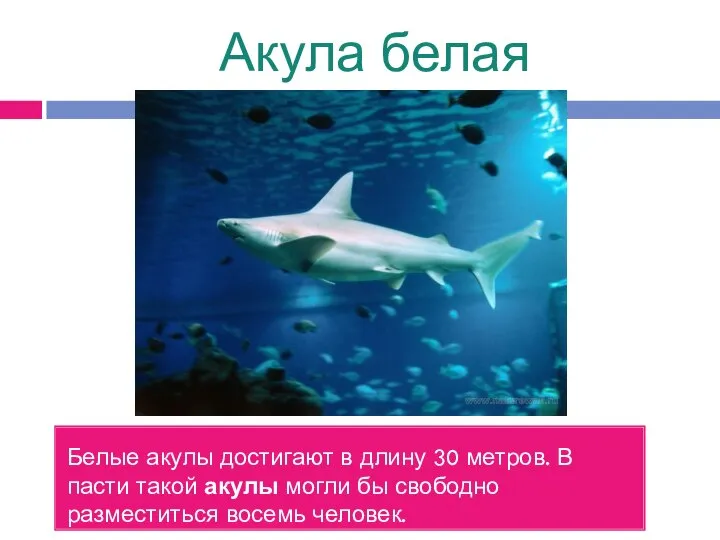 Акула белая Белые акулы достигают в длину 30 метров. В пасти