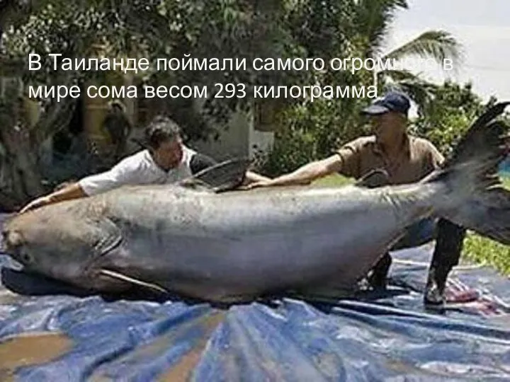 В Таиланде поймали самого огромного в мире сома весом 293 килограмма
