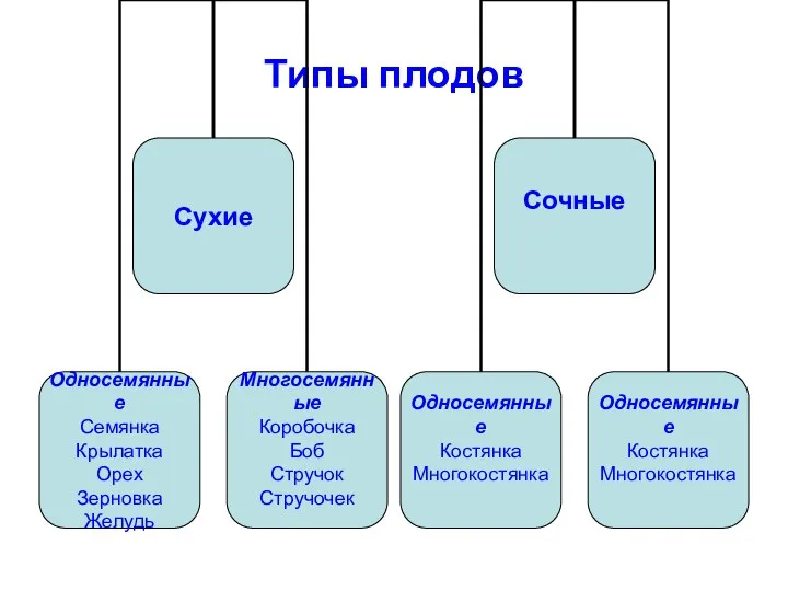 Типы плодов