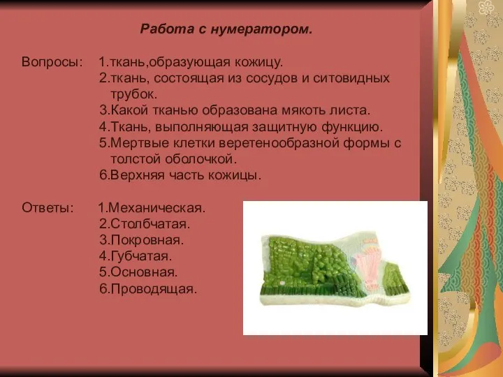 Работа с нумератором. Вопросы: 1.ткань,образующая кожицу. 2.ткань, состоящая из сосудов и