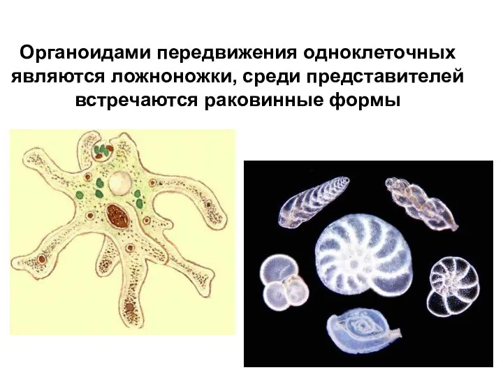 Органоидами передвижения одноклеточных являются ложноножки, среди представителей встречаются раковинные формы