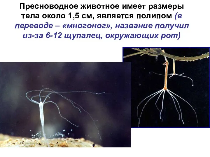 Пресноводное животное имеет размеры тела около 1,5 см, является полипом (в
