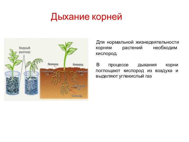 Дыхание корней Для нормальной жизнедеятельности корням растений необходим кислород. В процессе