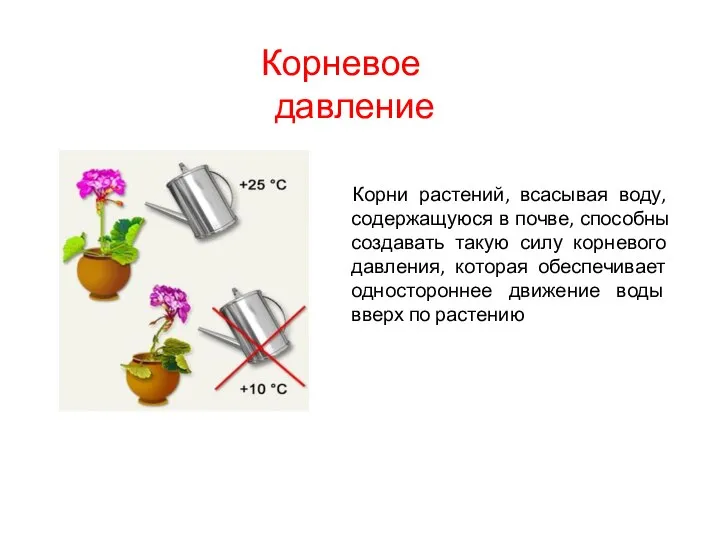 Корни растений, всасывая воду, содержащуюся в почве, способны создавать такую силу