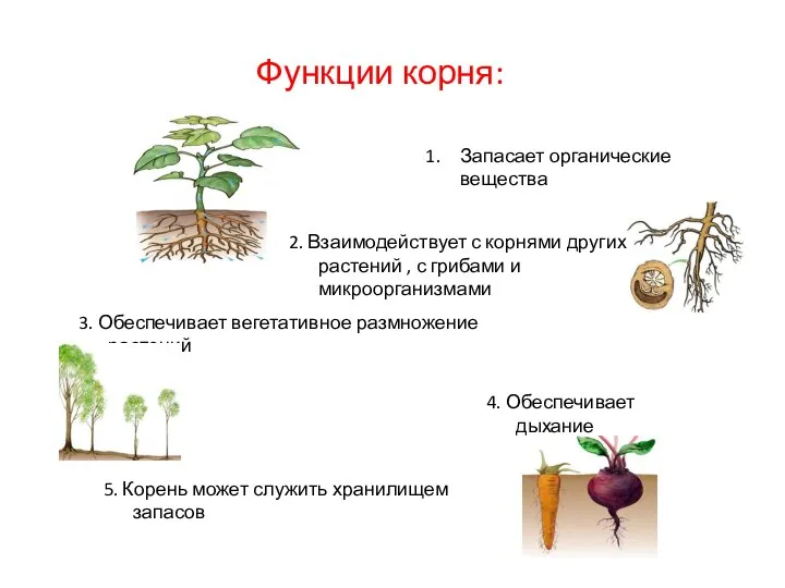 Функции корня: Запасает органические вещества 2. Взаимодействует с корнями других растений