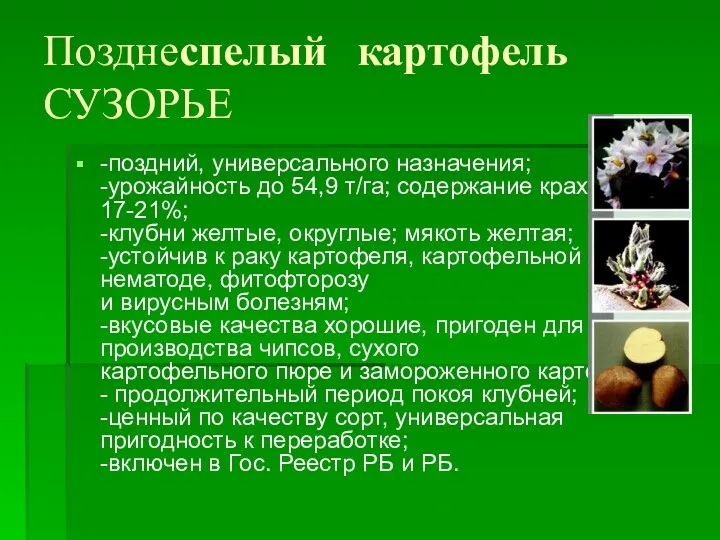 Позднеспелый картофель СУЗОРЬЕ -поздний, универсального назначения; -урожайность до 54,9 т/га; содержание