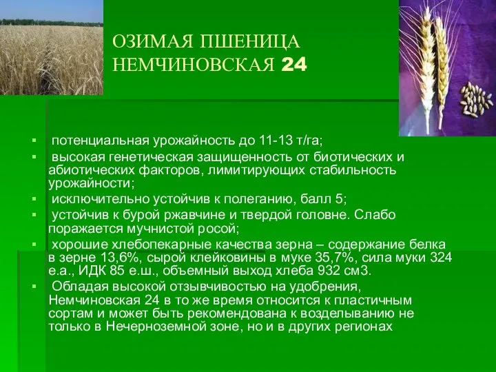 ОЗИМАЯ ПШЕНИЦА НЕМЧИНОВСКАЯ 24 потенциальная урожайность до 11-13 т/га; высокая генетическая