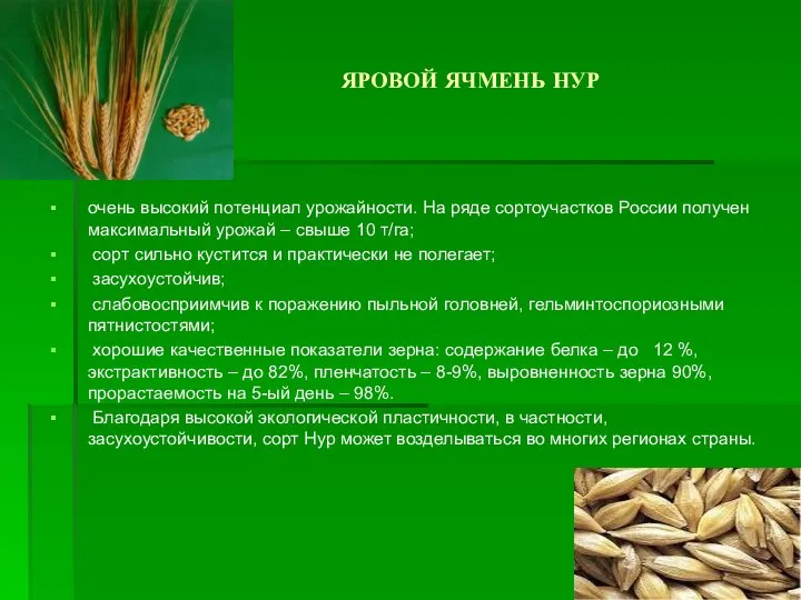 ЯРОВОЙ ЯЧМЕНЬ НУР очень высокий потенциал урожайности. На ряде сортоучастков России