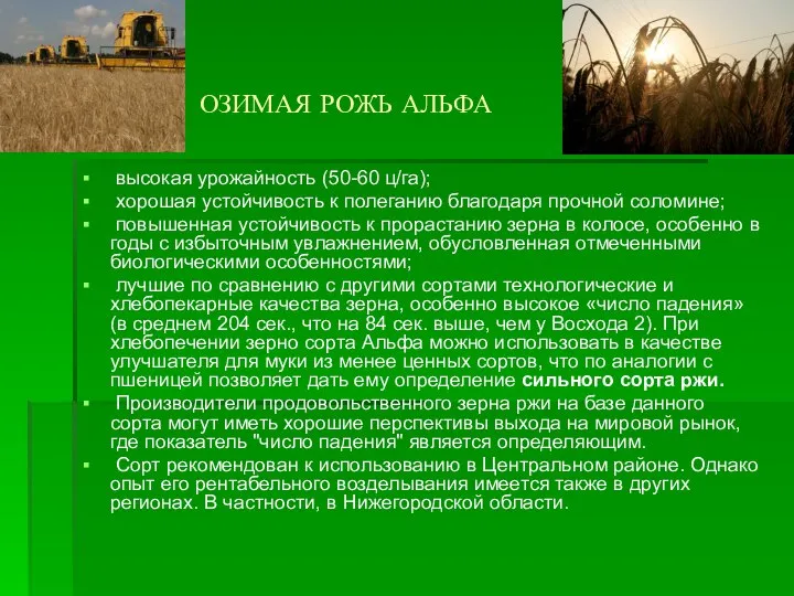 ОЗИМАЯ РОЖЬ АЛЬФА высокая урожайность (50-60 ц/га); хорошая устойчивость к полеганию