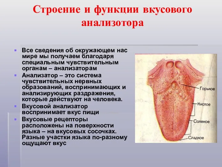 Строение и функции вкусового анализотора Все сведения об окружающем нас мире