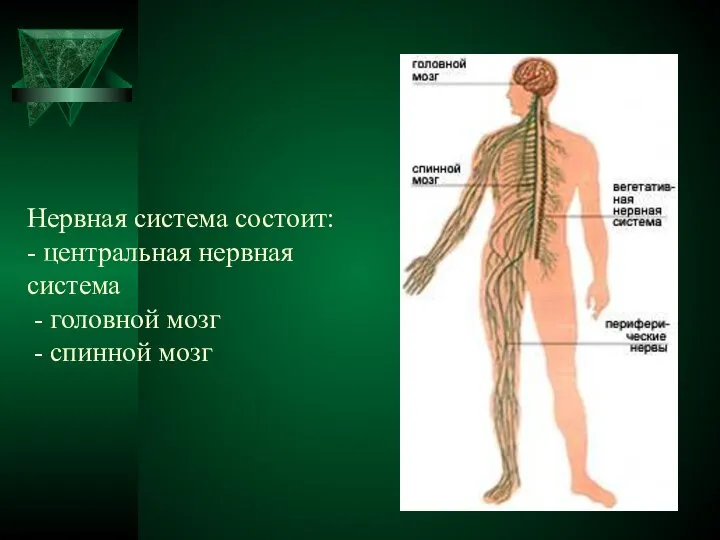 Нервная система состоит: - центральная нервная система - головной мозг - спинной мозг