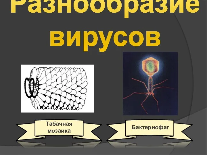 Разнообразие вирусов Табачная мозаика Бактериофаг