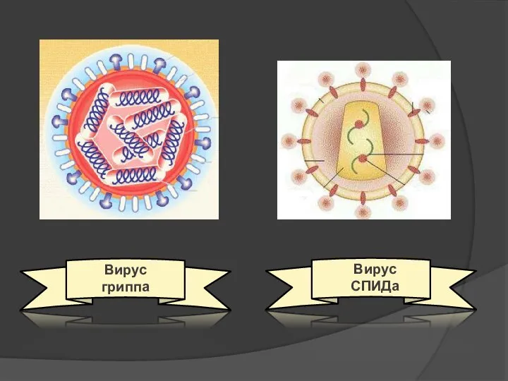 Вирус гриппа Вирус гриппа Вирус СПИДа